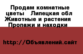 Продам комнатные цветы - Липецкая обл. Животные и растения » Пропажи и находки   